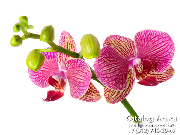 Pink orchids 41